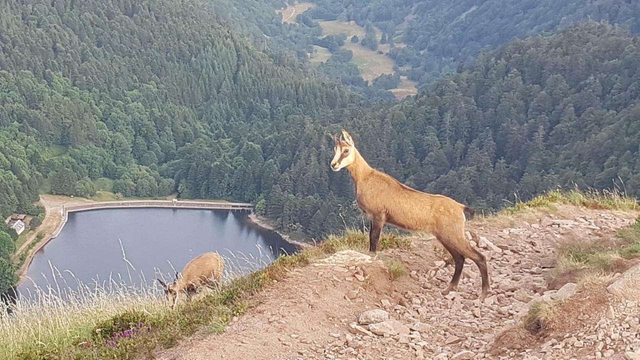 NatureZenKota Mittlach Bagian luar foto